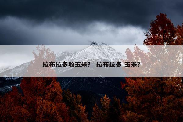 拉布拉多收玉米？ 拉布拉多 玉米？
