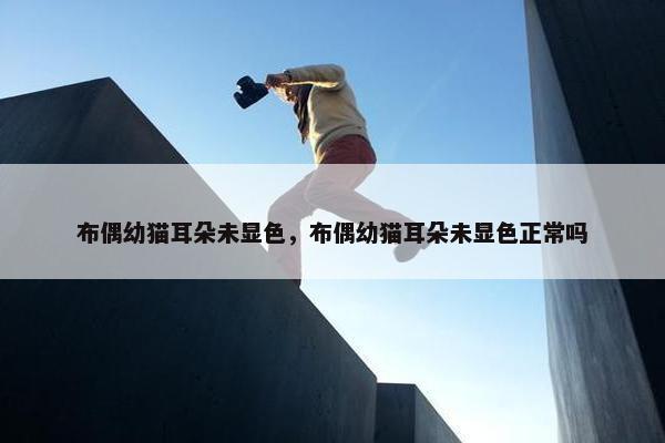布偶幼猫耳朵未显色，布偶幼猫耳朵未显色正常吗