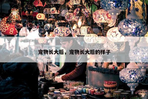 宠物长大后，宠物长大后的样子