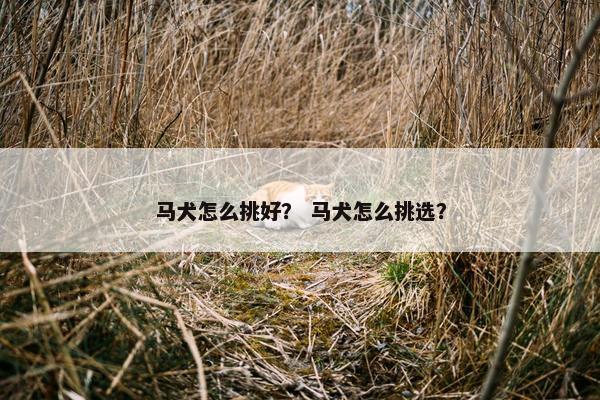 马犬怎么挑好？ 马犬怎么挑选？
