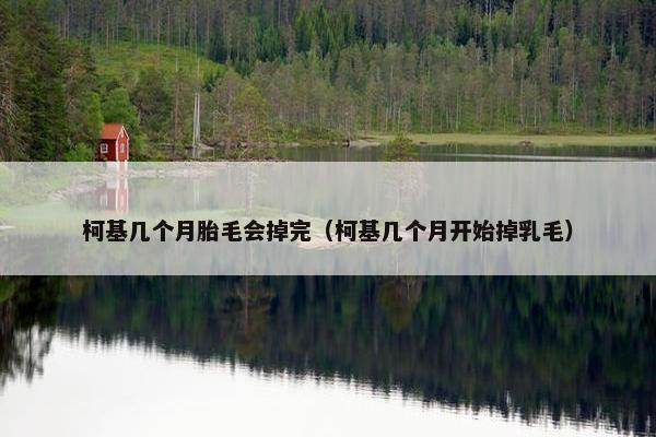 柯基几个月胎毛会掉完（柯基几个月开始掉乳毛）