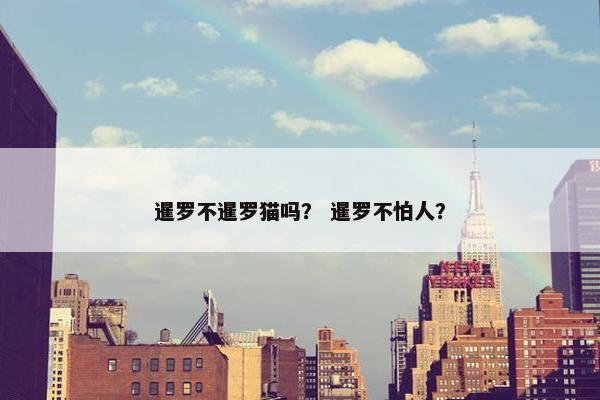 暹罗不暹罗猫吗？ 暹罗不怕人？