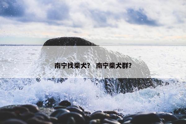 南宁找柴犬？ 南宁柴犬群？