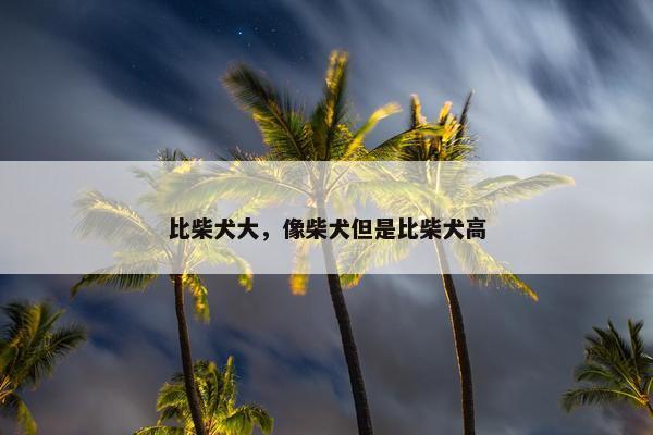 比柴犬大，像柴犬但是比柴犬高