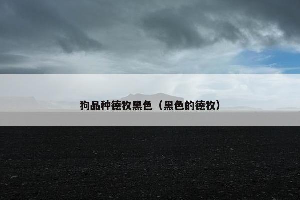 狗品种德牧黑色（黑色的德牧）