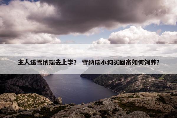 主人送雪纳瑞去上学？ 雪纳瑞小狗买回家如何饲养？