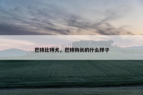 巴特比特犬，巴特狗长的什么样子