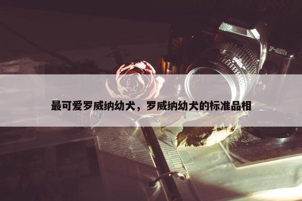 最可爱罗威纳幼犬，罗威纳幼犬的标准品相