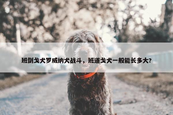 班倒戈犬罗威纳犬战斗，班道戈犬一般能长多大?