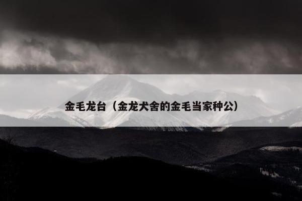 金毛龙台（金龙犬舍的金毛当家种公）