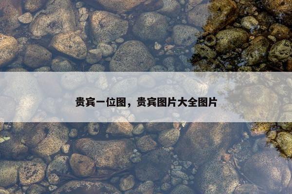 贵宾一位图，贵宾图片大全图片