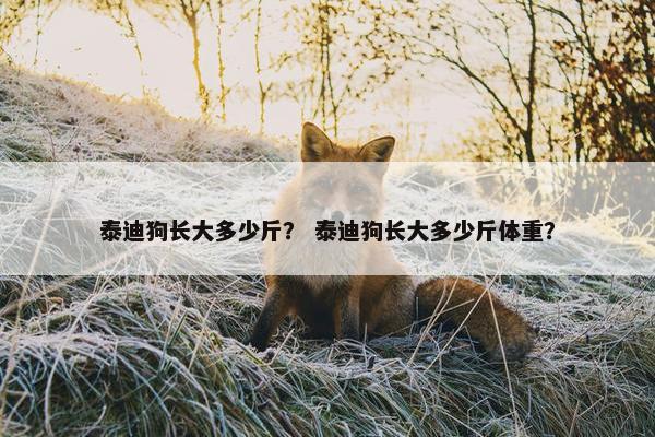 泰迪狗长大多少斤？ 泰迪狗长大多少斤体重？