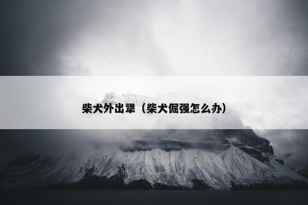 柴犬外出犟（柴犬倔强怎么办）