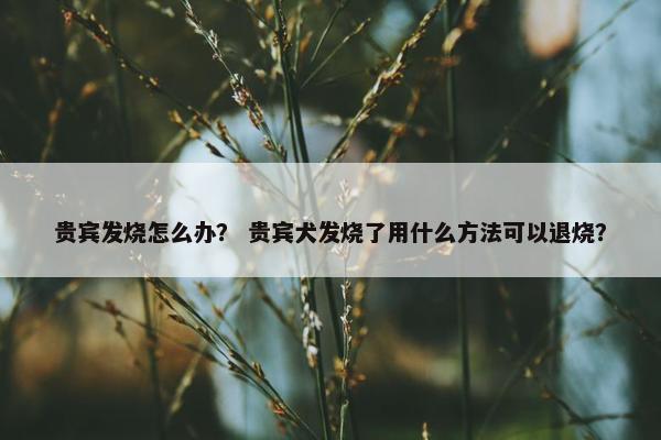 贵宾发烧怎么办？ 贵宾犬发烧了用什么方法可以退烧？