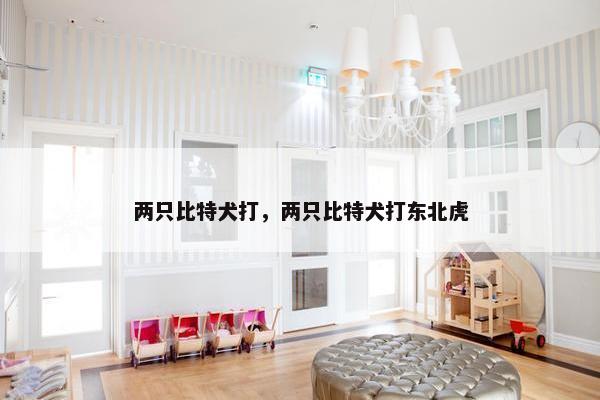 两只比特犬打，两只比特犬打东北虎