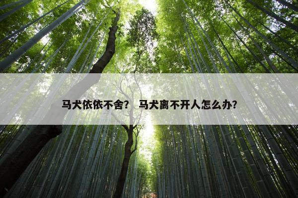 马犬依依不舍？ 马犬离不开人怎么办？