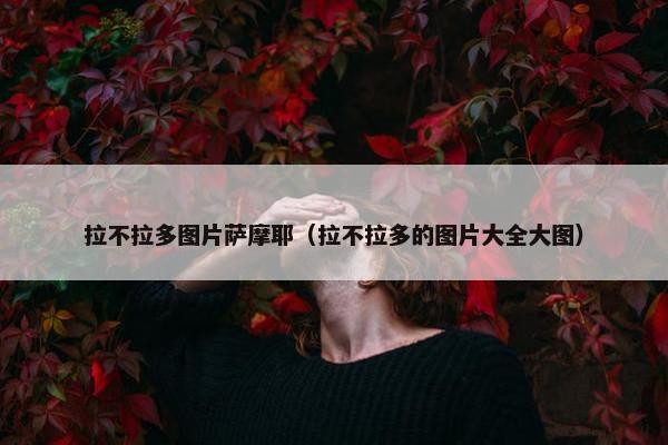 拉不拉多图片萨摩耶（拉不拉多的图片大全大图）