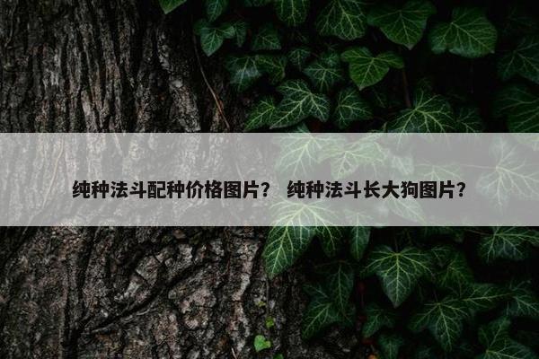 纯种法斗配种价格图片？ 纯种法斗长大狗图片？
