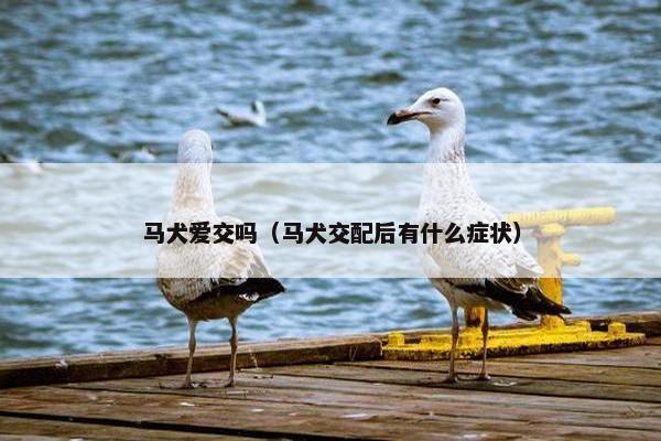 马犬爱交吗（马犬交配后有什么症状）