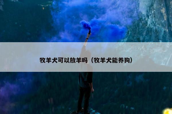 牧羊犬可以放羊吗（牧羊犬能养狗）