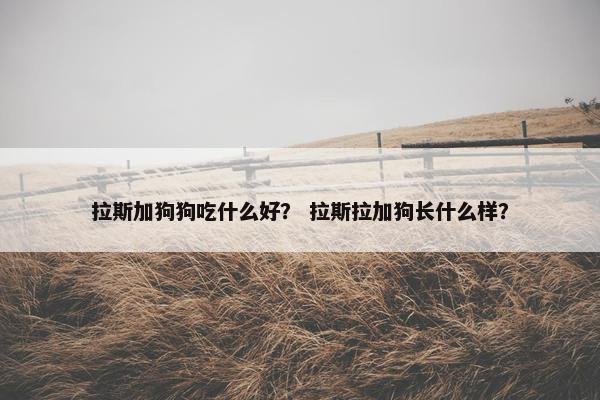 拉斯加狗狗吃什么好？ 拉斯拉加狗长什么样？