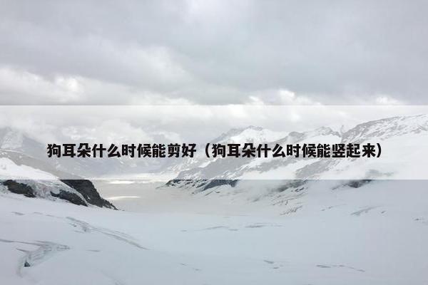 狗耳朵什么时候能剪好（狗耳朵什么时候能竖起来）