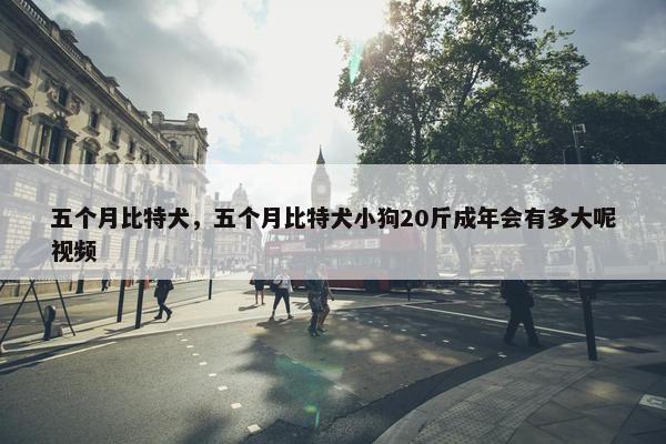 五个月比特犬，五个月比特犬小狗20斤成年会有多大呢视频