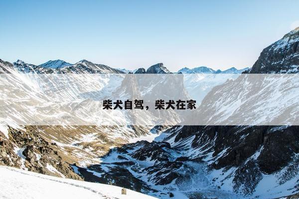 柴犬自驾，柴犬在家