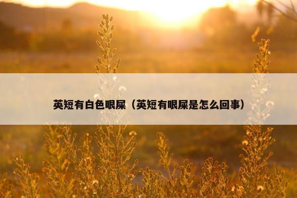 英短有白色眼屎（英短有眼屎是怎么回事）