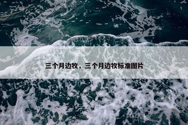 三个月边牧，三个月边牧标准图片