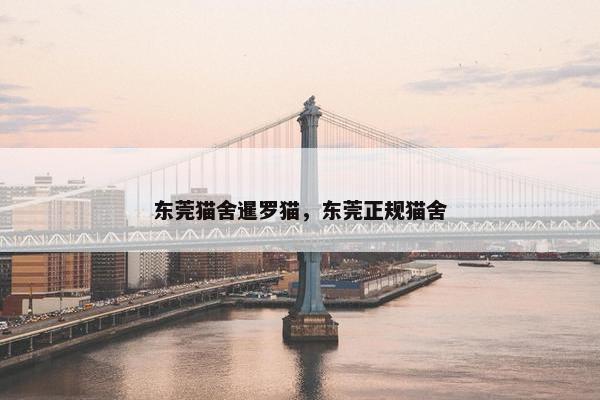 东莞猫舍暹罗猫，东莞正规猫舍