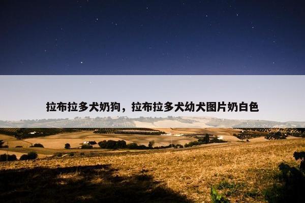 拉布拉多犬奶狗，拉布拉多犬幼犬图片奶白色