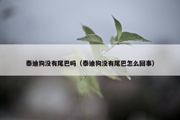 泰迪狗没有尾巴吗（泰迪狗没有尾巴怎么回事）