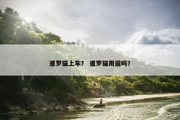 暹罗猫上车？ 暹罗猫用遛吗？