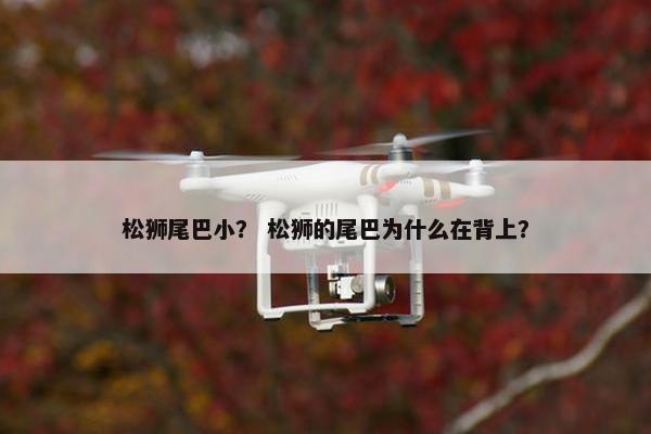 松狮尾巴小？ 松狮的尾巴为什么在背上？