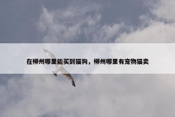 在柳州哪里能买到猫狗，柳州哪里有宠物猫卖