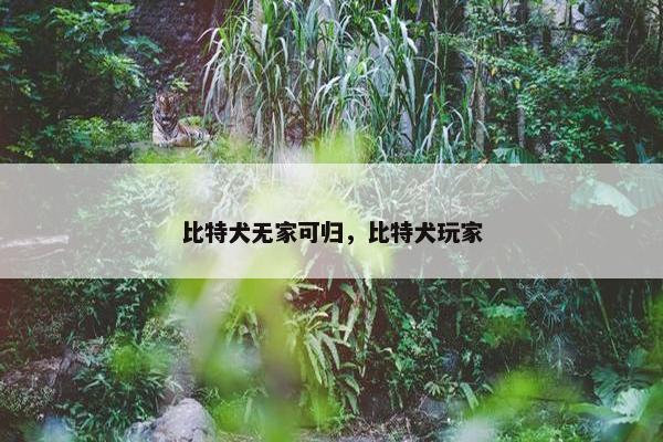 比特犬无家可归，比特犬玩家