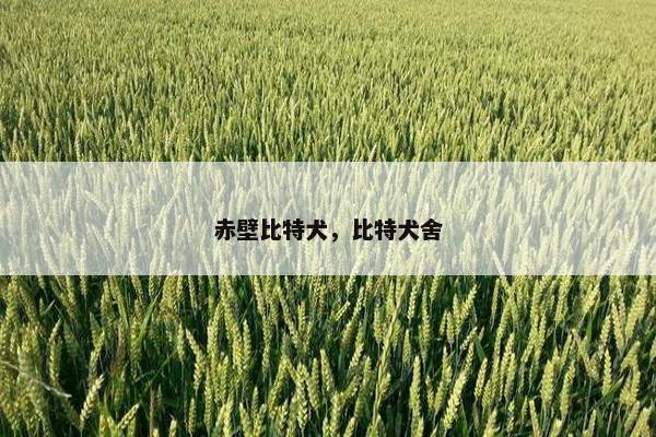 赤壁比特犬，比特犬舍