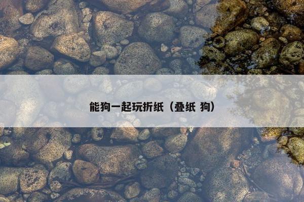 能狗一起玩折纸（叠纸 狗）
