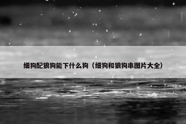 细狗配狼狗能下什么狗（细狗和狼狗串图片大全）