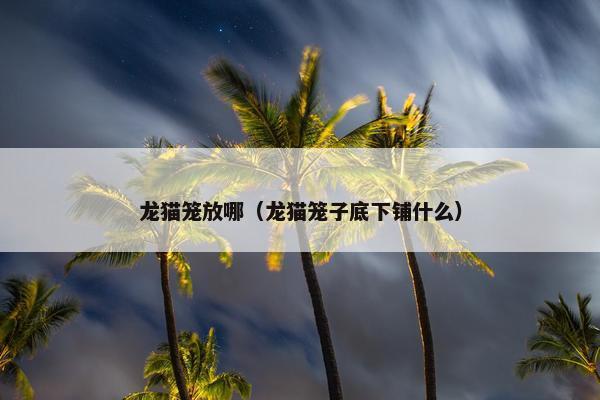 龙猫笼放哪（龙猫笼子底下铺什么）