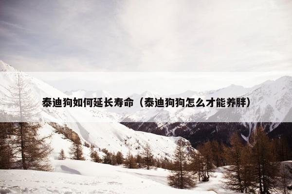 泰迪狗如何延长寿命（泰迪狗狗怎么才能养胖）