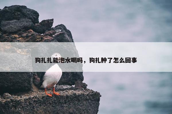 狗扎扎能泡水喝吗，狗扎肿了怎么回事