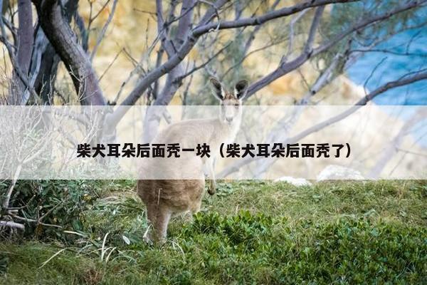 柴犬耳朵后面秃一块（柴犬耳朵后面秃了）