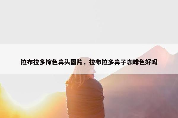 拉布拉多棕色鼻头图片，拉布拉多鼻子咖啡色好吗