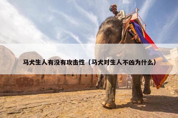 马犬生人有没有攻击性（马犬对生人不凶为什么）